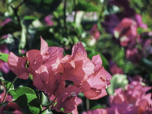 勒杜鹃资料,盛放南方的艳丽之花