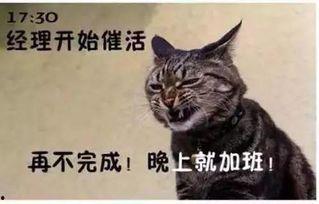 猫公司搞笑,笑料横生的职场日常